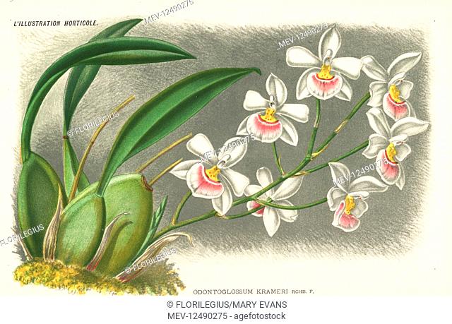 Rossioglossum krameri orchid (Odontoglossum krameri). Chromolithograph by Pieter de Pannemaeker from Jean Linden's l'Illustration Horticole, Brussels, 1885