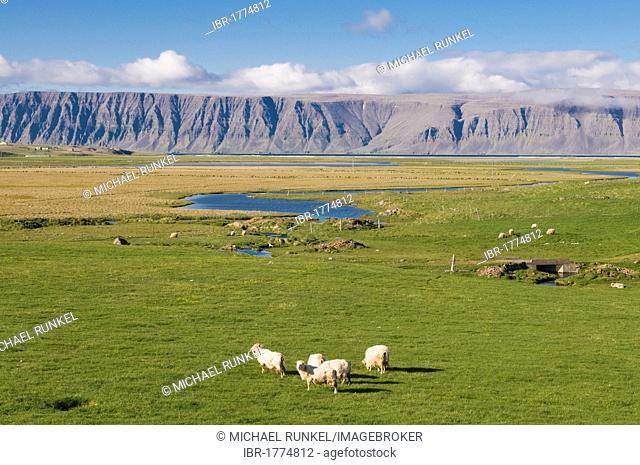 Typical landscape in the Westfjords, Patreksfjoerdur, Iceland, Europe