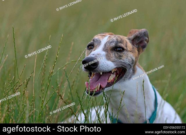 Long field grass blurs into a plain green background behind this pet greyhound. Tired from running around off the lead, she pants and lies down