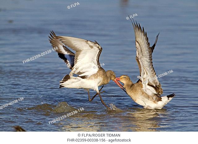 Black-tailed Godwit Limosa limosa two adults, winter plumage, fighting in water, Norfolk, England, february