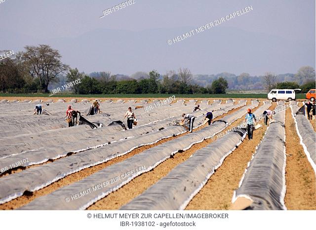 Polish workers harvesting asparagus, Riegel am Kaiserstuhl, Baden-Wuerttemberg, Germany, Europe