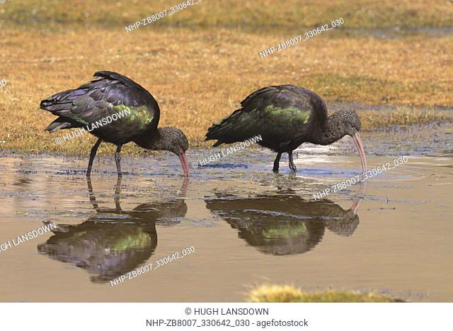 Pair of Puna Ibis (Plegadis ridgwayi) feeding in a mountain pool in the Salinas and Aguada Blanca National Reservation in the Andes Mountains, Peru