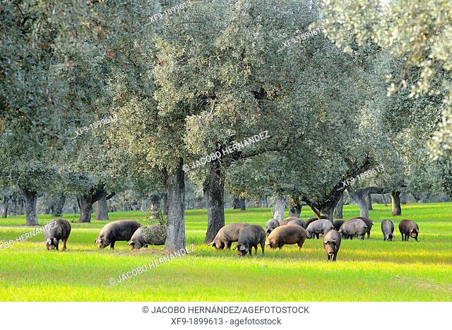 Iberian pigs in dehesa Badajoz province Extremaura Spain