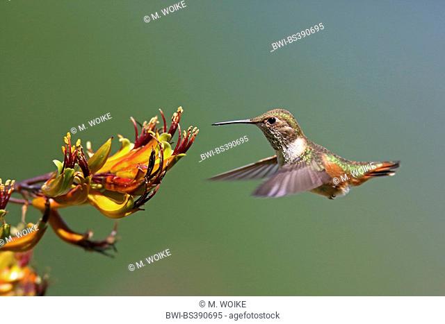 rufous hummingbird (Selasphorus rufus), female flying in front of a blossom, Canada, Vancouver Island