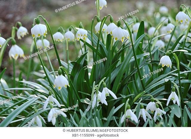 Spring Snowflake, Leucojum vernum and Summer Snowflake or Loddon Lily Leucojum aestivum are bulbous plants belonging to the Amaryllidaceae family