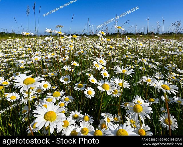 01 June 2023, Brandenburg, Jacobsdorf: Countless meadow daisies (Leucanthemum vulgare) bloom on a meadow in the Oder-Spree district