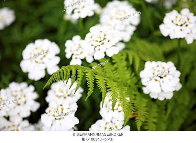 Evergreen Candytufts ( Iberis sempervirens ) and fern