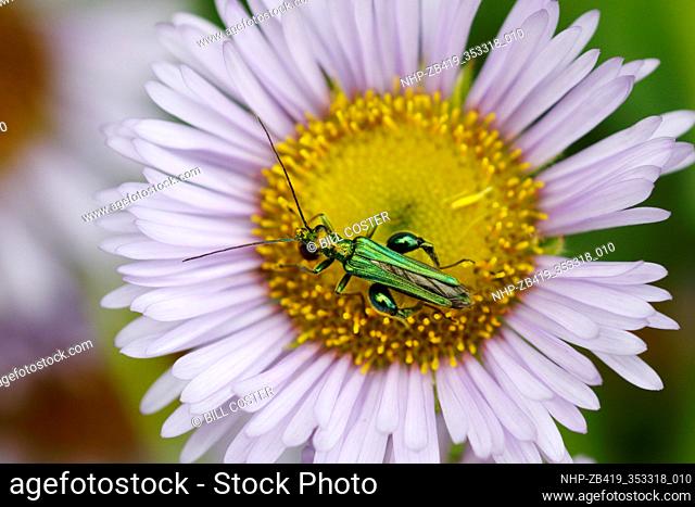 Thick-legged Flower Beetle - on Erigeron Daisy Flower Oedemera nobilis Essex, UK IN001101