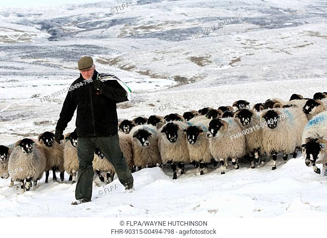 Sheep farming, shepherd with feed bag leading Dalesbred flock across snow covered moorland, North Yorkshire, England, January