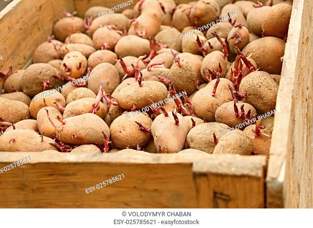 Potato tubers with germinated sprouts in wooden box before planting into the soil