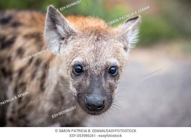 Young Spotted hyena starring at the camera in the Kruger National Park, South Africa