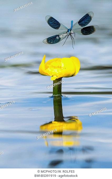 banded blackwings, banded agrion, banded demoiselle (Calopteryx splendens, Agrion splendens), landing on water lily, Nuphar lutea, Germany, Lower Saxony