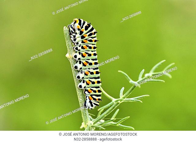 Swallowtail Caterpillar, Yellow Swallowtail (Papilio machaon) caterpillar, Benalmadena, Malaga Province, Spain