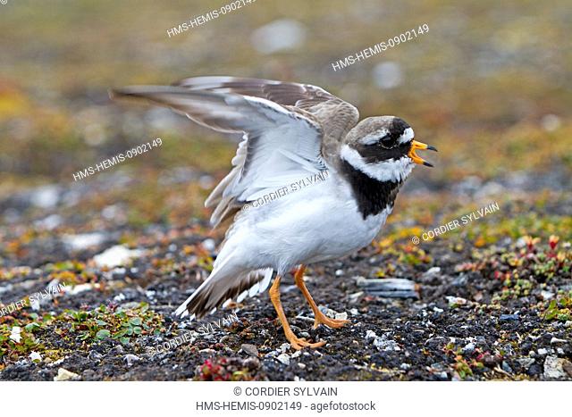 Norway, Svalbard, Spitsbergern, Ny Alesund, Common Ringed Plover or Ringed Plover (Charadrius hiaticula), near the nest