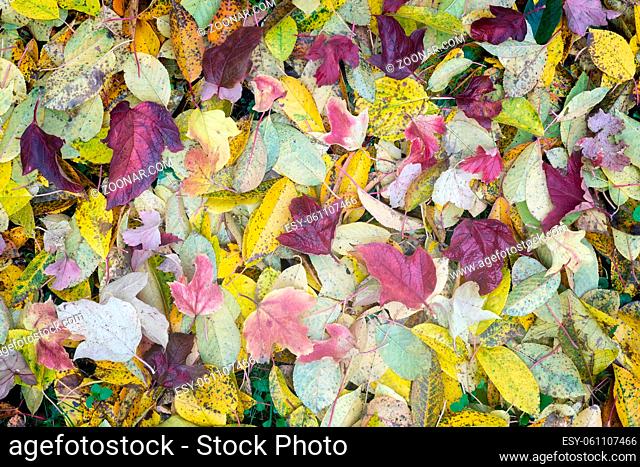 On the ground are colorful autumn leaves that have fallen from trees. Background image. The view from the top
