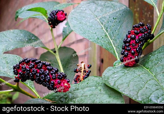 A beautiful poisonous plant, American Lakonos or Phytolacca, grows in the garden. American weeds. Unusual plant with berries in a flower bed