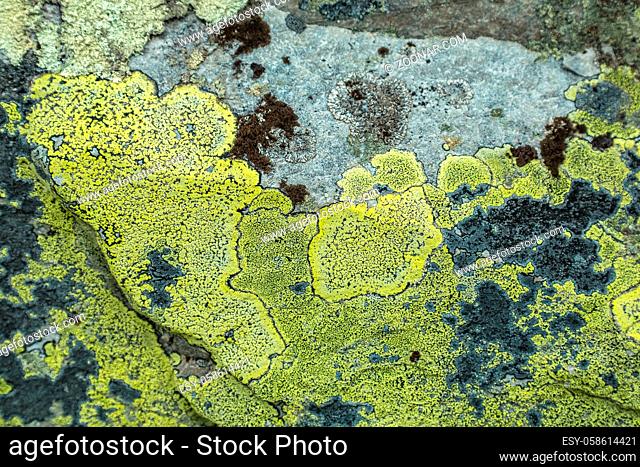 Yellow green lichen growing on a rock in Rondane National Park in Oppland Norway