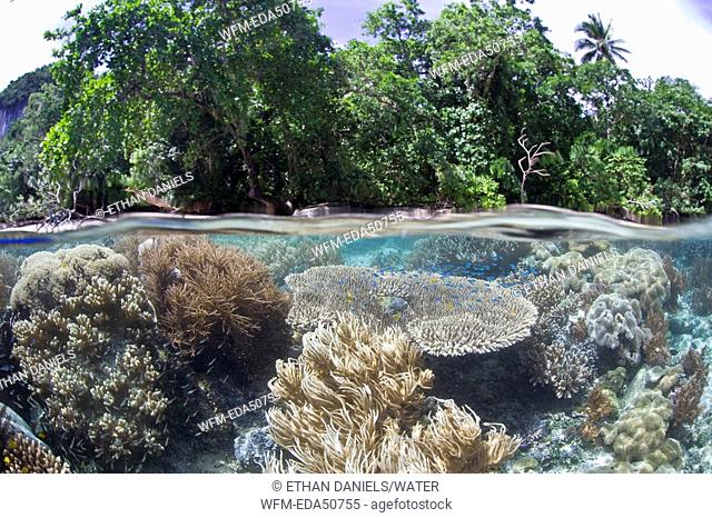 Biodiversity in shallow Coral Reef, Raja Ampat, West Papua, Indonesia