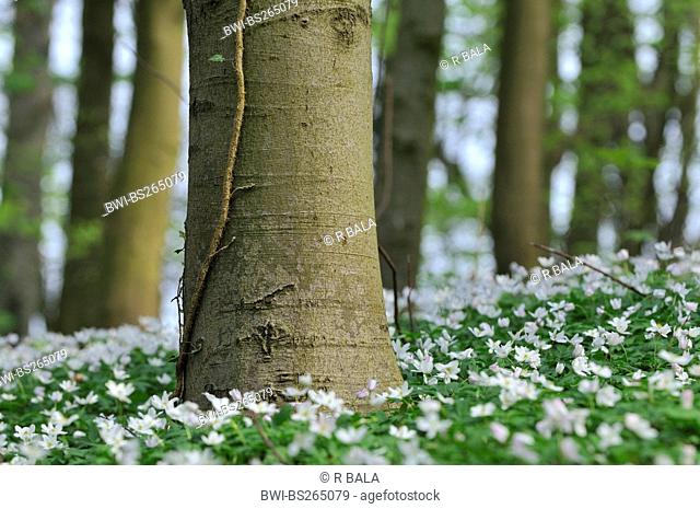 wood anemone Anemone nemorosa, in a spring forest , Germany