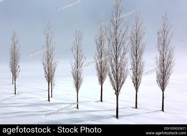 Group of poplar trees in soft, tranquil and snowy environment in winter time