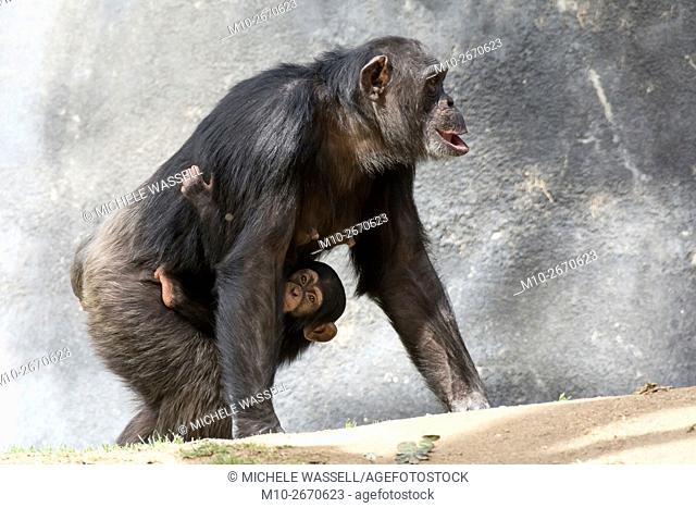 Baby Chimpanzee on the front of its mother as she walks along in California, USA