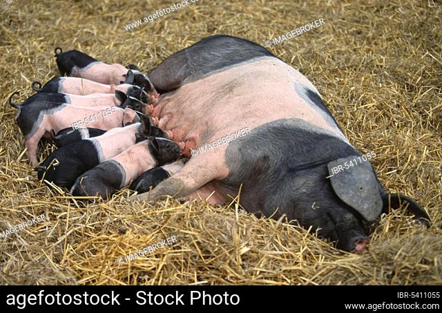 Swabian-Haellian pigs, sow suckling piglet, Swabian-Haellian pig