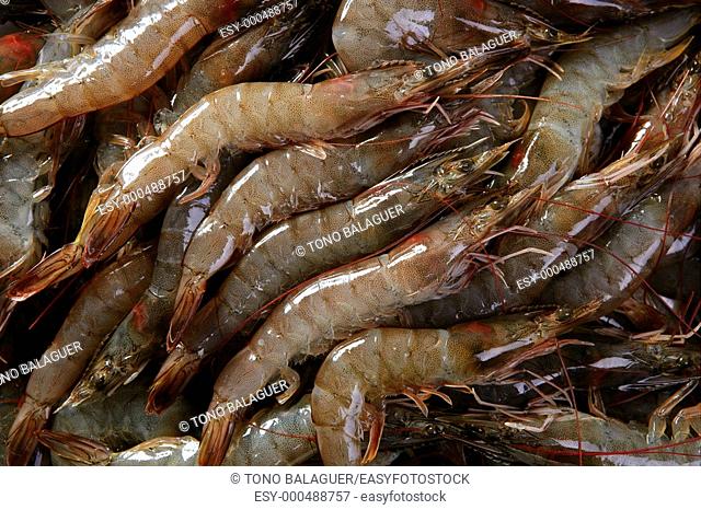 penaeus vannamei prawns shrimps pattern texture background
