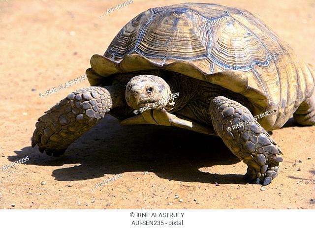 Senegal - The Small Coast - The Bandia reservation - Giant turtle