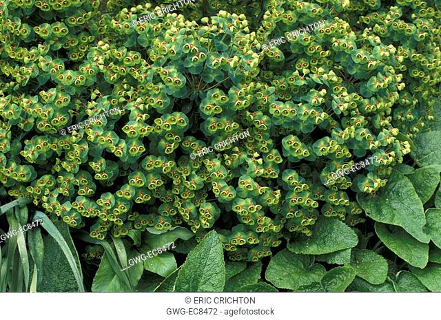 EUPHORBIA CHARACIAS WITH BLUE GREEN FLOWERS AND ARCHITECTURAL FOILAGE
