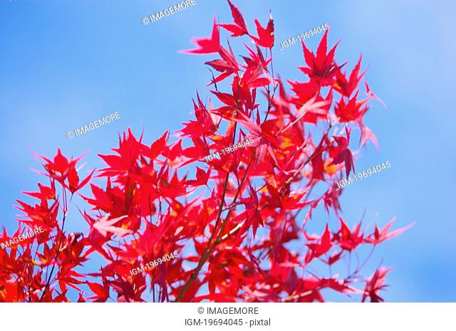 Close-up of red maple leaves in sunlight, horizontal