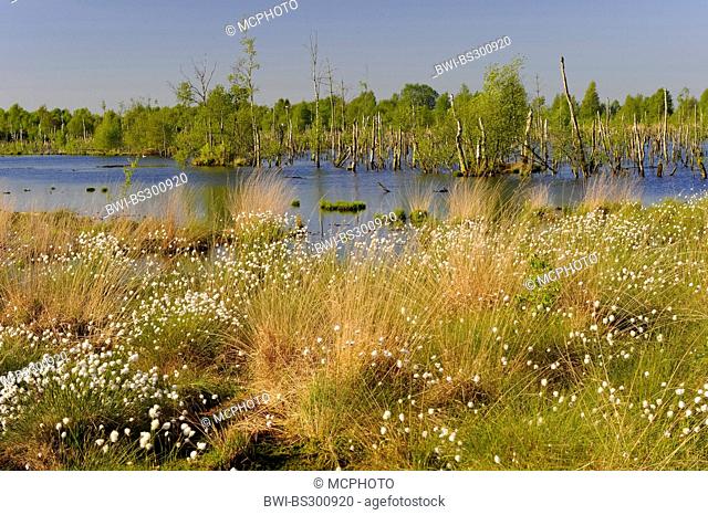 cotton-grass (Eriophorum spec.), view over the renaturated Goldenstedter Moor with birches dying back, Germany, Lower Saxony, Goldenstedter Moor