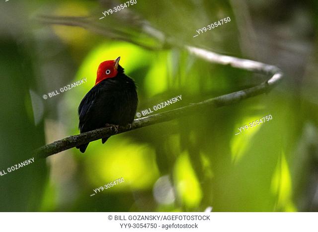 Male Red-capped manakin (Ceratopipra mentalis)- La Laguna del Lagarto Lodge, Boca Tapada, Costa Rica