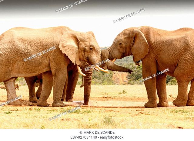Bush Elephants standing with their trunk twisted