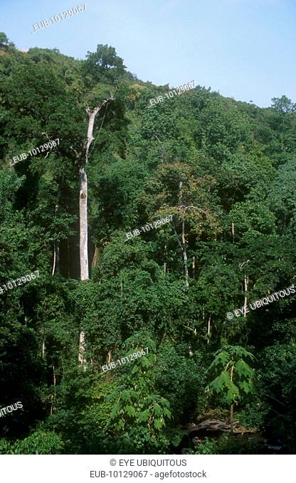 Mountain area of dense tropical forest