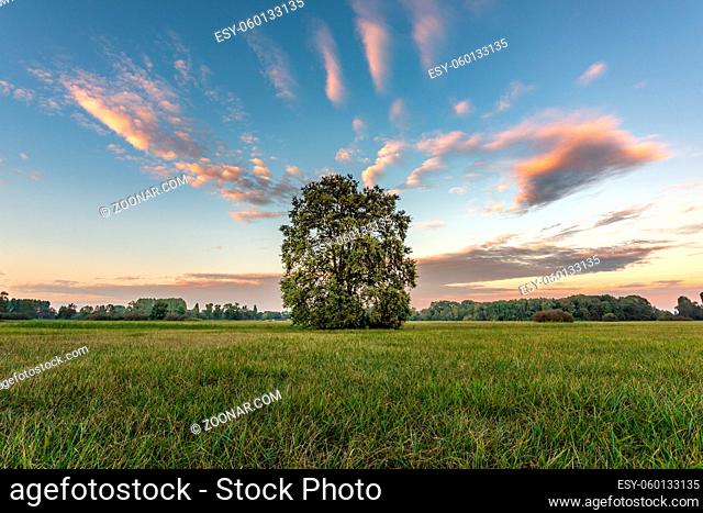 Large oak tree in a meadow with a glowing sky at dusk on a fall evening. France, Europe