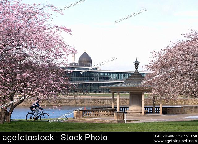 06 April 2021, Saxony, Dresden: Ornamental cherries blossom on the banks of the Elbe in front of the Glockenspielpavillon (r) and the former factory building of...