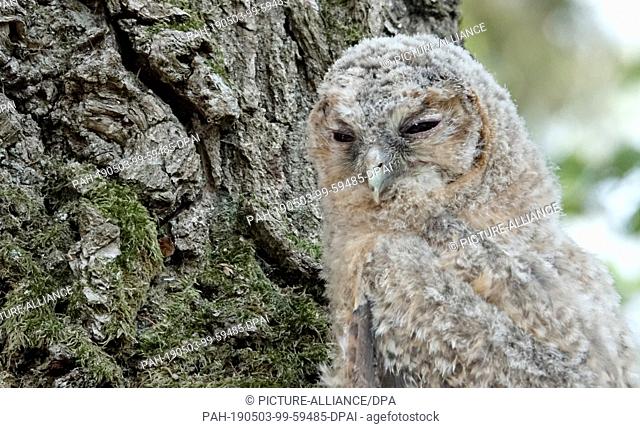 30 April 2019, Schleswig-Holstein, Großenaspe: A tawny owl, handed over by a walker in the Eekholt Game Park, sits on a tree