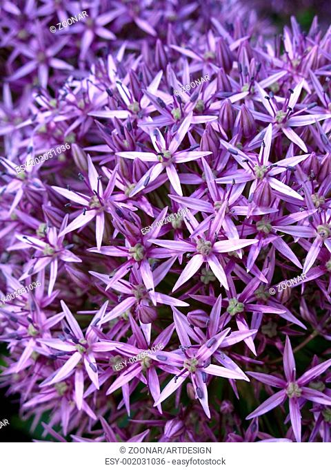 blossoming purple allium background