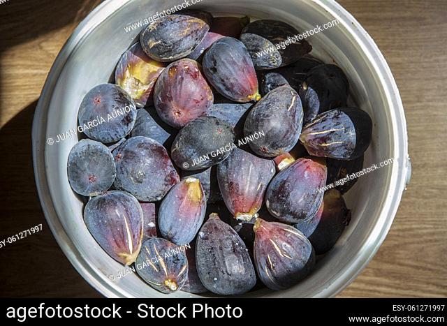 Bucket full of fresh fig just harvested. Studio shot with natural light. Wooden background