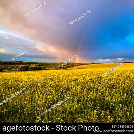 Spring rapeseed and small farmlands fields after rain evening view, cloudy sunset sky with colorful rainbow and rural hills