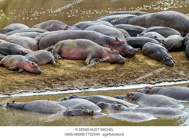 Kenya, Masai-Mara game reserve, Hippopotamus (Hippopotamus amphibius), troop in the Mara river