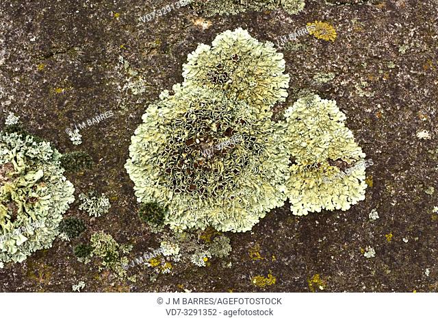 Xanthoparmelia conspersa or Parmelia conspersa is a foliose lichen that grows on siliceous rocks. This photo was taken in La Albera, Girona province, Catalonia