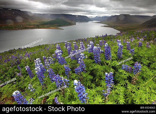 Fjord, Lupine field, Lupini macerati, View from Sanfafell, Vestfirðir, Westfjords, North-West Iceland, Iceland, Europe