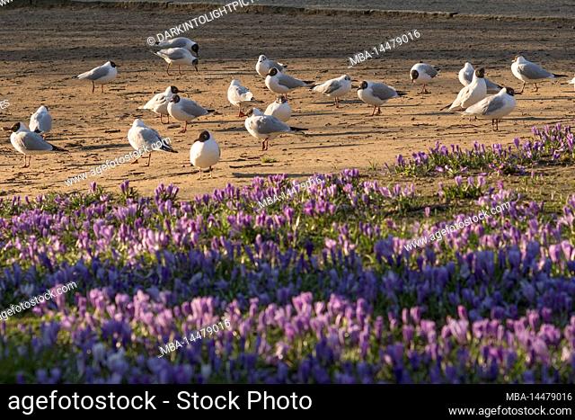 Crocus blossom with seagulls in the background in Husum, Germany