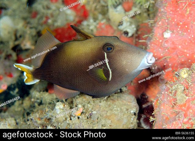 Flagtail triggerfish (Sufflamen chrysopterum), White Arrow dive site, Waigeo Island, Aljui Bay, Raja Ampat (4 Kings), West Papua, Indonesia, Asia