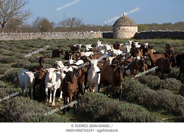 France, Lot, Rocamadour, the flock of goats Marc Villard breeder farm of Borie d'Imbert producing goat cheese Rocamadour AOC