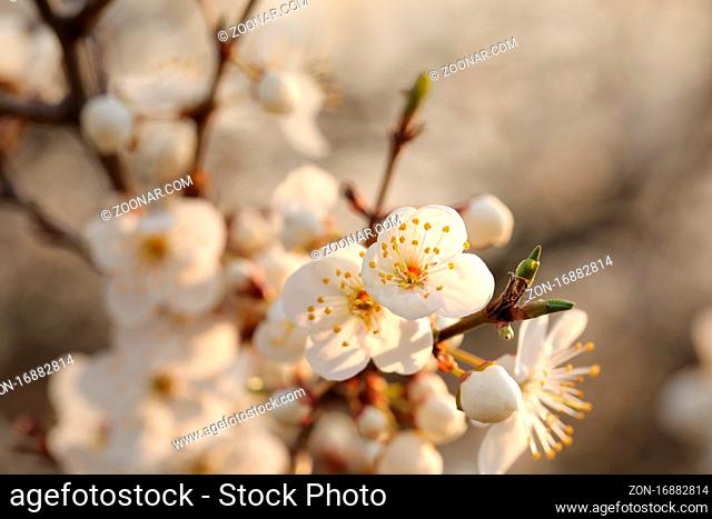 Spring flowers blooming on a tree at sunrise