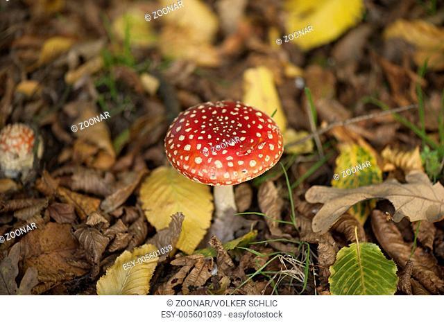 mushroom, fly agaric
