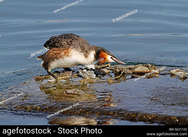 Great crested grebe (Podiceps cristatus) adult, breeding plumage, building its nest from discarded rubbish floating on the water surface, Lake Geneva