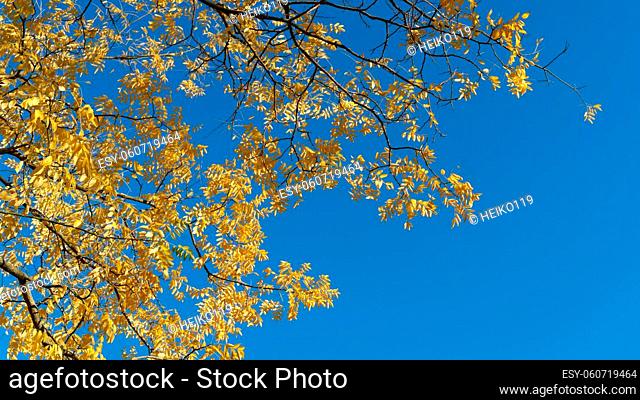 Japanese pagoda tree (Styphnolobium japonicum) with yellow autumn leaves and blue sky